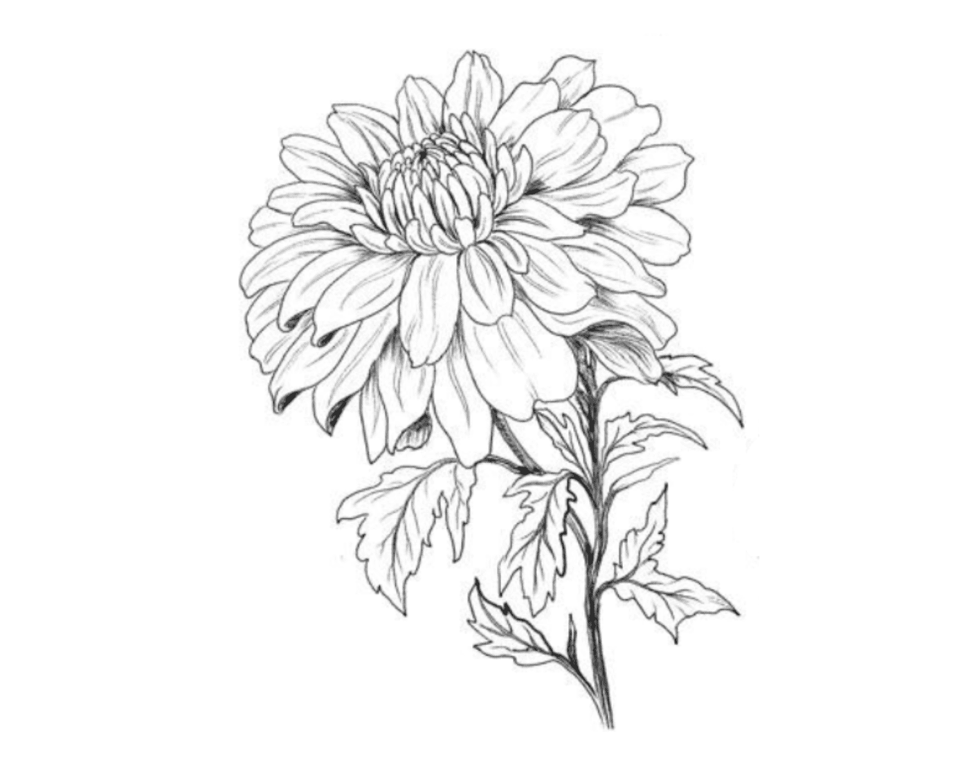 Actifs botaniques asiatiques – Chrysanthème