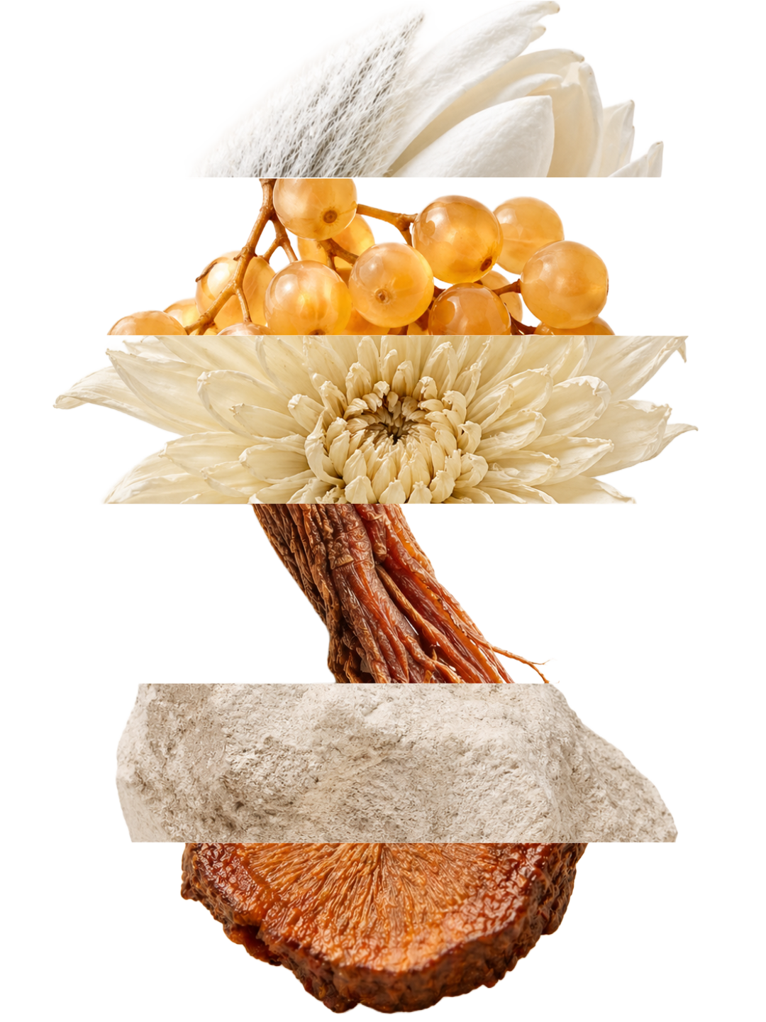 Plantes coréennes et ginseng utilisés dans les complexes brevetés Ginsenesis et Bobitang-gagambang Lunear