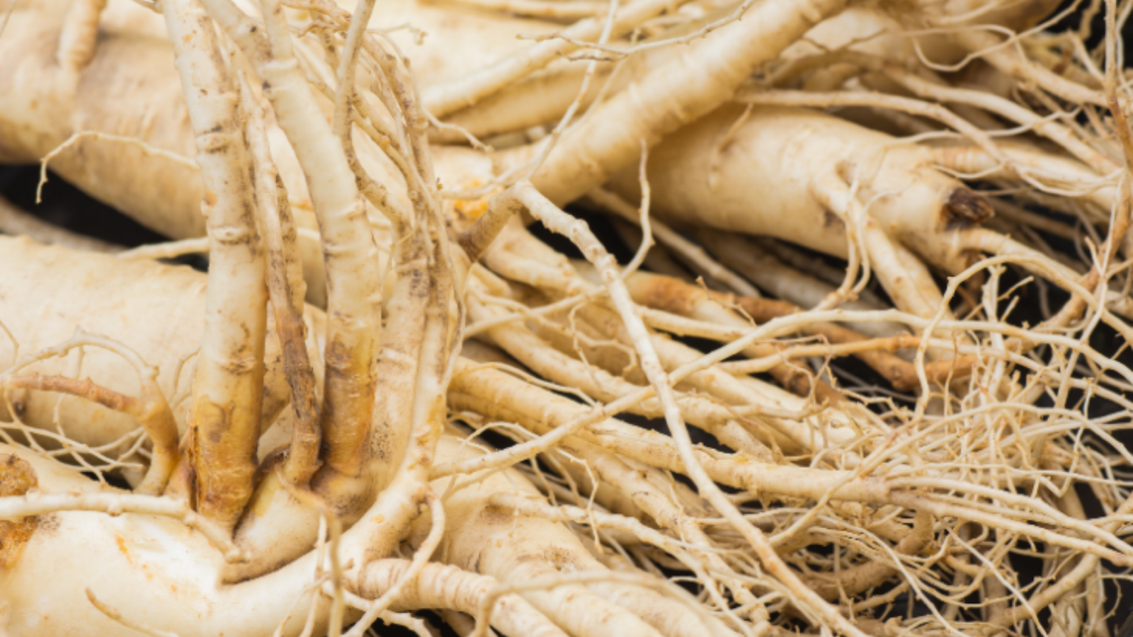 Plantation de ginseng coréen — origine du complexe GINSENESIS™